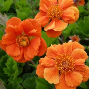 Geum COCKTAIL 'Sea Breeze'