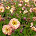 Geum 'Cosmopolitan' - 