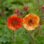 Geum COCKTAIL 'Dark & Stormy' - 