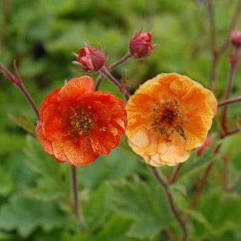 Geum COCKTAIL 'Dark & Stormy'