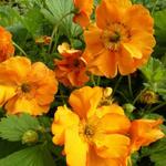 Geum 'Fireball' - 