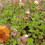 Geum 'Marmelade' - 