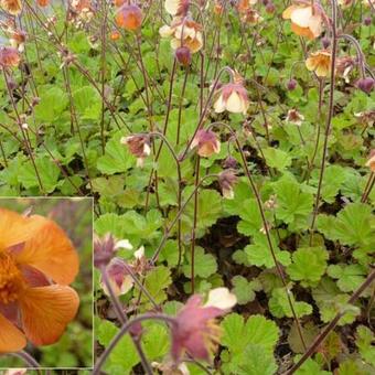 Geum 'Marmelade'