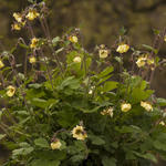 Geum 'Primrose Cottage' - 