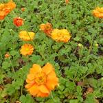 Geum 'Prinses Juliana' - Geum 'Prinses Juliana'