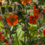 Geum 'RUSTICO Orange' - 