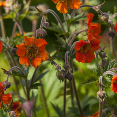 Geum 'RUSTICO Orange' - 