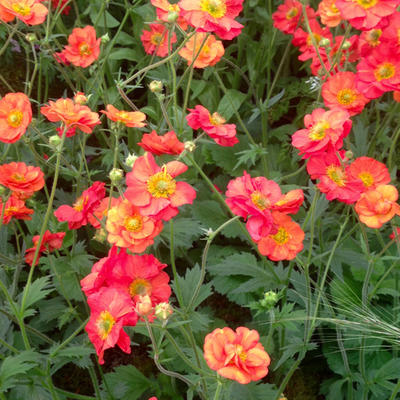 Geum 'Scarlet Tempest'