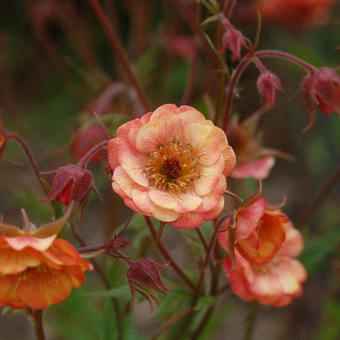 Geum 'Wet Kiss'