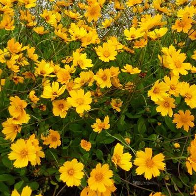 Coreopsis auriculata 'Nana' - Coreopsis auriculata 'Nana'