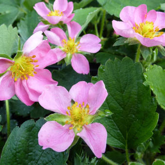 Fragaria 'Pink Panda'