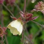 Geum rivale 'Lionel Cox' - 