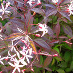 Gillenia trifoliata 'Pink Profusion' - Gillenia trifoliata 'Pink Profusion'