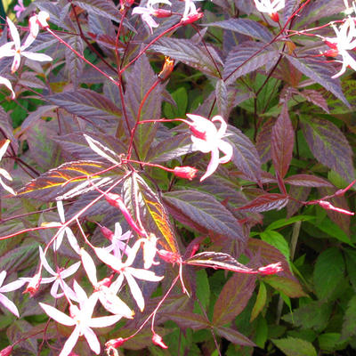 Gillenia trifoliata 'Pink Profusion' - 