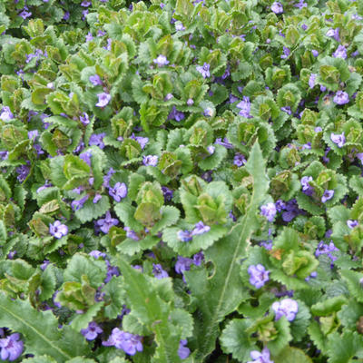 Glechoma hederacea - Lierre terrestre