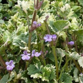 Glechoma hederacea 'Variegata'