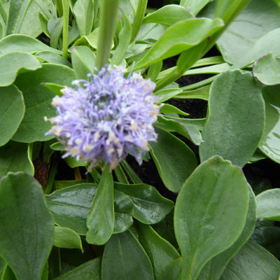 Globularia punctata