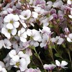 Gypsophila cerastioides - 