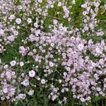 Gypsophila paniculata 'Rosenschleier' - Gypsophila paniculata 'Rosenschleier'