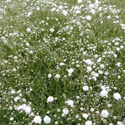 Gypsophila paniculata 'Bristol Fairy' - Gypsophila paniculata 'Bristol Fairy'