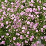 Gypsophila paniculata 'Flamingo' - 