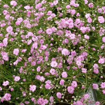 Gypsophila paniculata 'Flamingo'