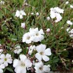 Gypsophila repens 'Alba' - GYPSOPHILE RAMPANT , SOUPIR DE BÉBÉ - Gypsophila repens 'Alba'