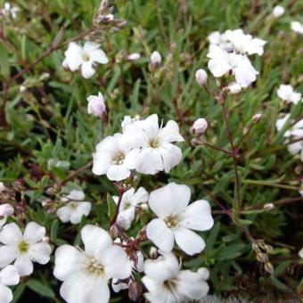 Gypsophila repens 'Alba'