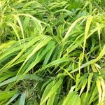 Hakonechloa macra