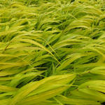 Hakonechloa macra 'All Gold' - Hakonechloa macra 'All Gold'