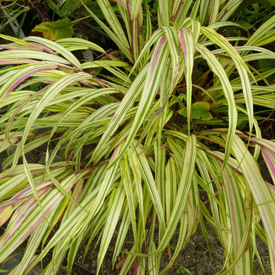 Hakonechloa macra 'Nicolas' - Hakonechloa macra 'Nicolas'