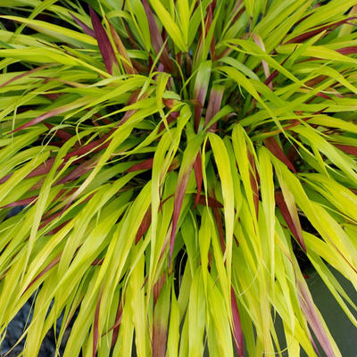 Hakonechloa macra 'Sunflare' - Hakonechloa macra 'Sunflare'