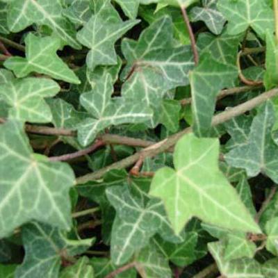 Hedera helix - Lierre grimpant