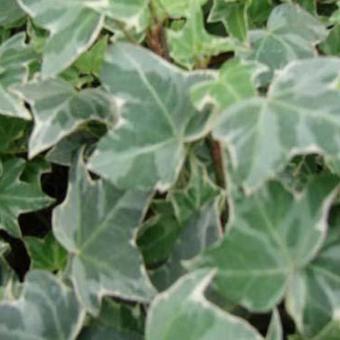 Hedera helix 'Glacier'