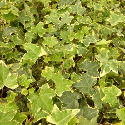 Hedera helix 'Goldchild' - LIERRE COMMUN 'GOLD HARALD'