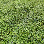 Hedera helix subsp. hibernica - Lierre d'Irlande