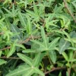 Hedera helix 'Sagittifolia' - 