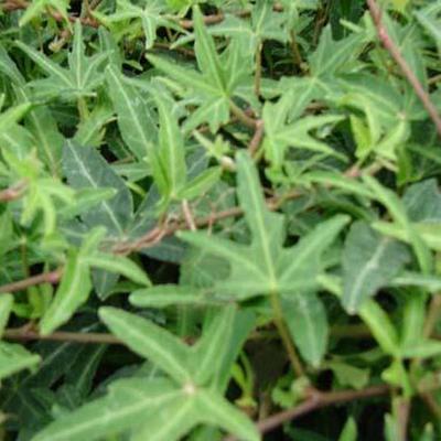 Hedera helix 'Sagittifolia'