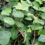 Hedera helix 'Woerner' - Hedera helix 'Woerner'