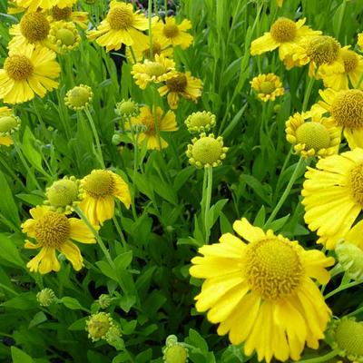 Helenium autumnale 'Pumilum Magnificum'