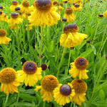 Helenium bigelovii 'The Bishop' - 