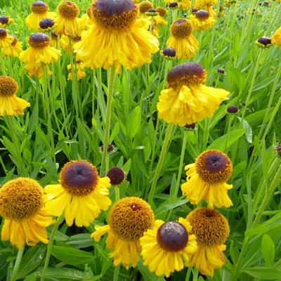 Helenium bigelovii 'The Bishop' - 