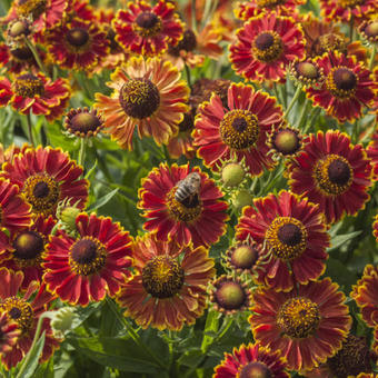 Helenium autumnale MARIACHI 'Bandera'