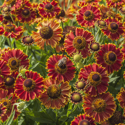 Helenium autumnale MARIACHI 'Bandera'