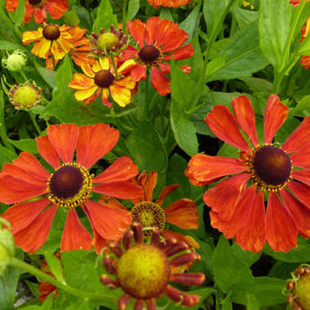 Helenium 'Baudirektor Linne'