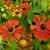 Helenium 'Baudirektor Linne'