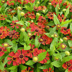 Helenium 'Dunkle Pracht' - 