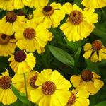 Helenium 'El Dorado' - 