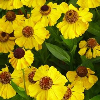 Helenium 'El Dorado'