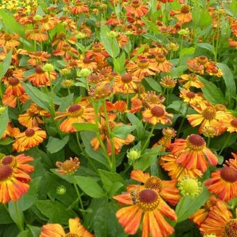 Helenium 'Flammenspiel'